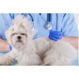 acupuntura para cachorro com cinomose valores Vila da Saúde