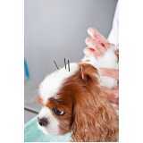 acupuntura para cães idosos Socorro