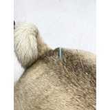 acupuntura para cães Pompéia