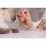 acupuntura para gatos e cachorros valores Itaim Bibi
