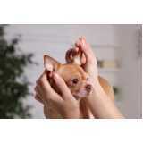 acupuntura para pequenos animais Consolação