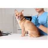 acupuntura veterinária em cachorros valor •Chácara Klabin