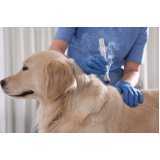 acupuntura veterinária em cachorros Jd. Vergueiro