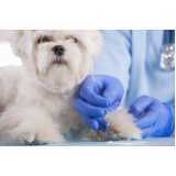 acupuntura veterinária para cães Campo Limpo