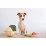 alimentação natural para cachorros Vila uberabinha