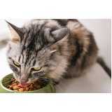 alimentação natural para gatos preço Praça da Árvore