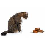 alimentação natural para gatos Ibirapuera