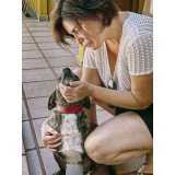 clínica de fisioterapia para cachorros telefone •Chácara Klabin