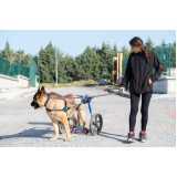 clínica de reabilitação de cachorros •Chácara Castelo