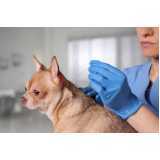 clínica especializada em acupuntura veterinária para cães Morunbi