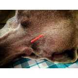 clínica especializada em acupuntura veterinária para gatos Campo Limpo