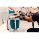 clínica especializada em ozonioterapia animal Vl. Afonso Celso