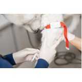 clínica especializada em ozonioterapia para cachorro Vila Prudente