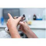 clínica veterinária mais próxima contato Paineiras do Morumbi