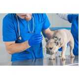 clínica veterinária para cachorros contato Jardins
