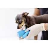 clínica veterinária para cachorros Campinas