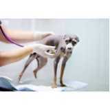 clínica veterinária para cães e gatos Campo Grande