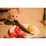 comida natural gatos •Chácara Klabin