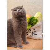 comida natural para gato com problema renal Vl. Clementino