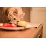 comida natural para gatos castrados Vila Pompéia