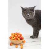 comida natural para gatos com problemas urinários preço Sacomã