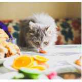 comida natural para gatos com problemas urinários Santo Amaro