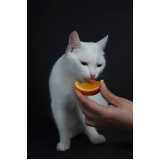 comida natural para gatos diabéticos Água Branca