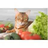 comida natural para gatos preço Belém
