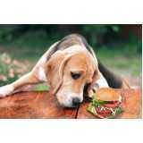 comida orgânica para cães Vila Progredior
