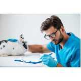 consulta veterinária para gato Brooklin Novo