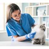 consulta veterinária para gatos marcar Vila Arriete