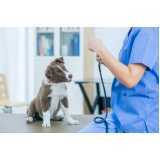 contato de clínica veterinária para cachorros Jd. Bélgica