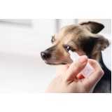 contato de clínica veterinária para cães e gatos Mairiporã