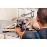 fisioterapia canina clínica Parque Jabaquara