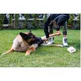 fisioterapia canina Fazenda Morumbi