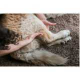 fisioterapia e acupuntura para cachorros clínica Jd. da Glória