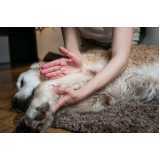 fisioterapia e reabilitação de animais clínica Salesópolis