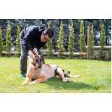 fisioterapia e reabilitação de animais Sacomã