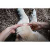 fisioterapia e reabilitação para animais Consolação