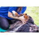 fisioterapia para cachorro clínica Jardins