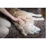 Fisioterapia para Cachorro com Displasia