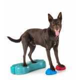 Fisioterapia para Cães com Hérnia de Disco
