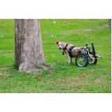 fisioterapia para cães com artrose valores Jardim caravelas