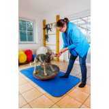 fisioterapia para cães com artrose Real Parque