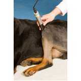 fisioterapia para cães e gatos clínica Jd. da Glória