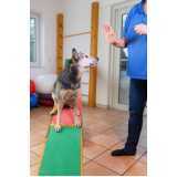 fisioterapia para cães e gatos Vila Ida