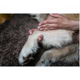 fisioterapia para displasia coxofemoral em cães Vila Ida