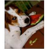 nutrição veterinária para cachorros valor Vila Cordeiro