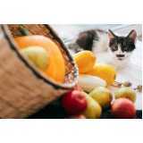 onde comprar comida natural gatos Chácara Monte Alegre