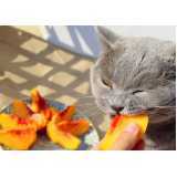 onde comprar comida natural para gato com problema renal •Chácara Klabin
